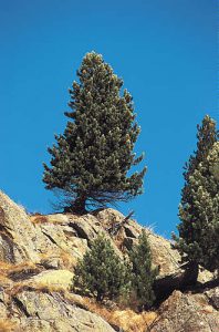 Кедр европейский, Pinus cembra