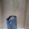 Лиственница японская, Larix kaempferi