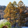 Лиственница японская, Larix kaempferi