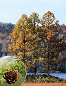 Лиственница японская, Larix kaempferi