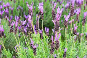Лаванда черешчатая, Lavandula pedunculata