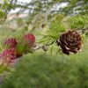 Лиственница японская, Larix kaempferi