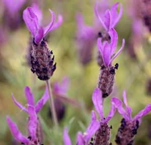 Лаванда черешчатая, Lavandula pedunculata