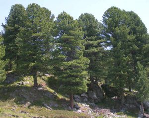 Кедр европейский, Pinus cembra