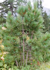 Кедр европейский, Pinus cembra