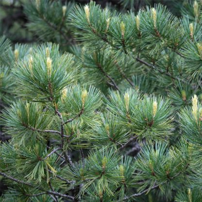 Кедр европейский, Pinus cembra