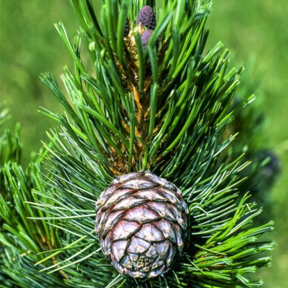 Кедр европейский, Pinus cembra