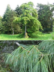 Pinus armandii