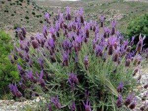 Лаванда черешчатая, Lavandula pedunculata