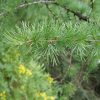 Лиственница японская, Larix kaempferi