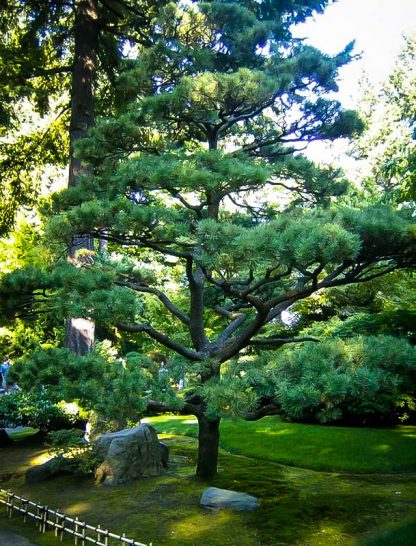 Сосна Тунберга, Pinus thunbergii