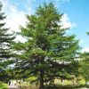 Лиственница японская, Larix kaempferi