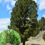 Кедр европейский, Pinus cembra