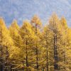 Лиственница японская, Larix kaempferi