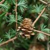 Лиственница японская, Larix kaempferi