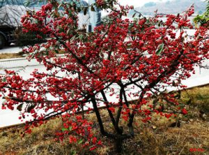 Пираканта, Pyracantha Fortuneana