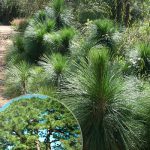 Сосна болотная, сосна длиннохвойная, Pinus palustris