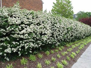 Пираканта, Pyracantha Fortuneana