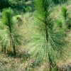 Сосна болотная, сосна длиннохвойная, Pinus palustris