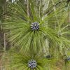 Сосна болотная, сосна длиннохвойная, Pinus palustris
