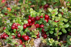 Брусника "Коралл", Vaccinium vitis-idaea Koralle