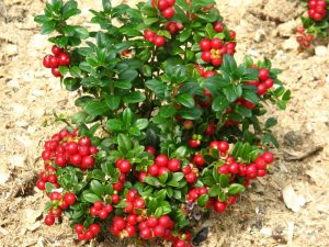 Брусника "Коралл", Vaccinium vitis-idaea Koralle