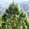 Сосна болотная, сосна длиннохвойная, Pinus palustris