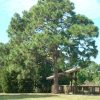 Сосна болотная, сосна длиннохвойная, Pinus palustris