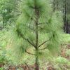 Сосна болотная, сосна длиннохвойная, Pinus palustris
