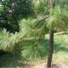 Сосна болотная, сосна длиннохвойная, Pinus palustris