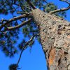 Сосна болотная, сосна длиннохвойная, Pinus palustris