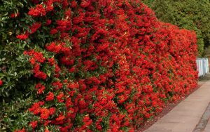 Пираканта, Pyracantha Fortuneana