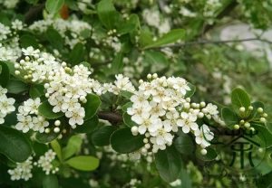 Пираканта, Pyracantha Fortuneana