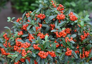 Пираканта, Pyracantha Fortuneana