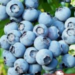 Голубика Блюголд, blueberry, саженцы, лесосад