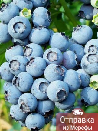 Голубика Блюголд, blueberry, саженцы, лесосад