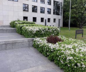 Пираканта, Pyracantha Fortuneana