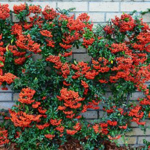 Пираканта, Pyracantha Fortuneana