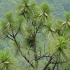 Сосна болотная, сосна длиннохвойная, Pinus palustris