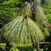 Сосна болотная, сосна длиннохвойная, Pinus palustris