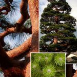 Сосна красная японская, Сосна густоцветная, Pinus densiflora