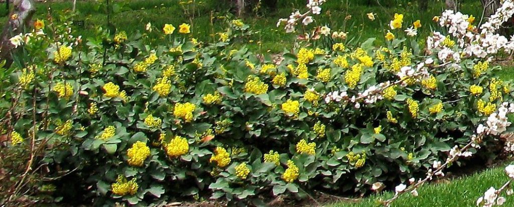 Мahonia repens, Магония ползучая