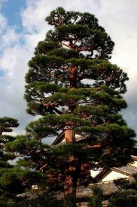 Сосна красная японская, Сосна густоцветная, Pinus densiflora