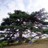 Сосна красная японская, Сосна густоцветная, Pinus densiflora