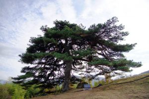 Сосна красная японская, Сосна густоцветная, Pinus densiflora