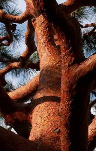 Сосна красная японская, Сосна густоцветная, Pinus densiflora