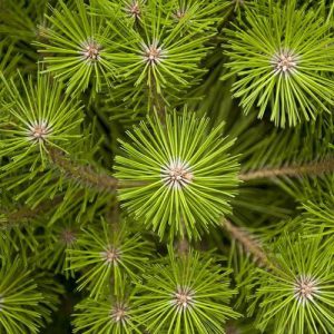 Сосна красная японская, Сосна густоцветная, Pinus densiflora