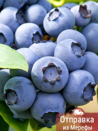 Голубика Река, blueberry, саженцы, лесосад