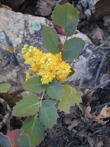 Мahonia repens, Магония ползучая