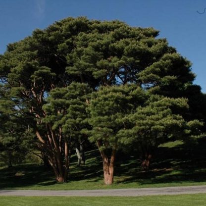 Сосна красная японская, Сосна густоцветная, Pinus densiflora